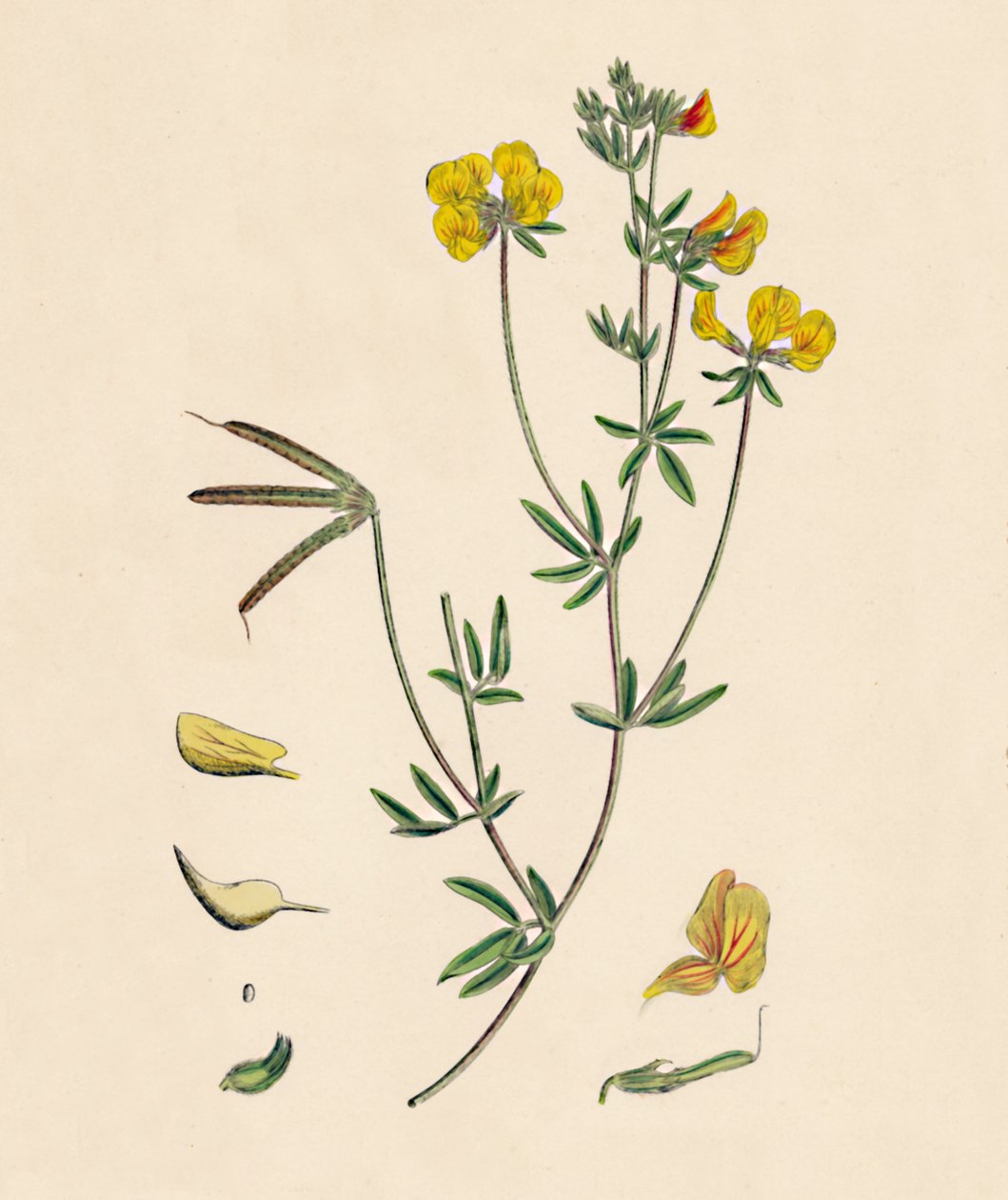 Lotus tenius. Smal fågelfots trefoil, 1800-tal av Unbekannt