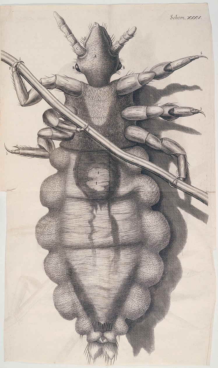 Lus som klamrar sig fast vid ett människohår i Hookes Micrographia, 1665 av Unbekannt