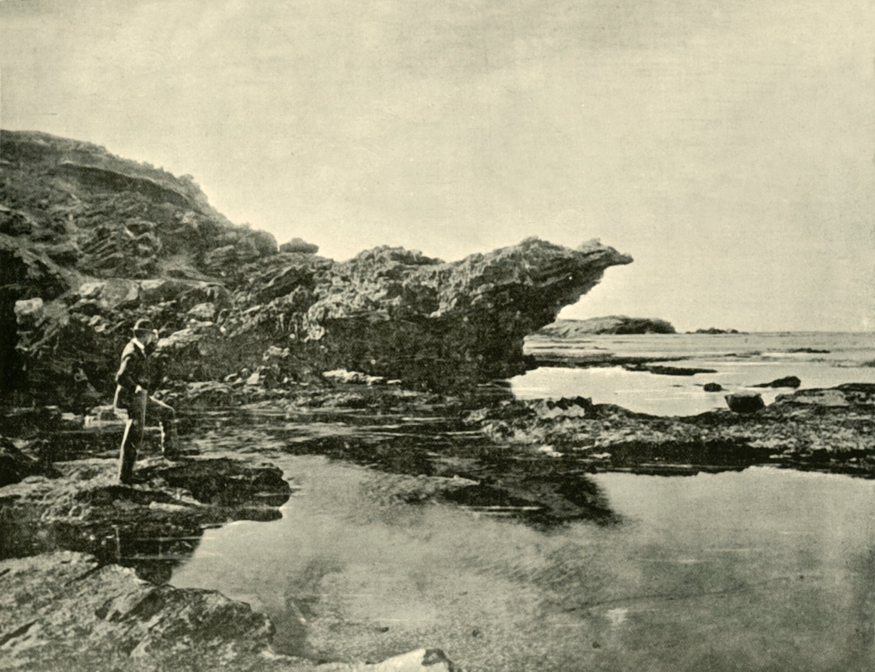 Lågvatten, Shelly Beach, Warrnambool, 1901. av Unbekannt