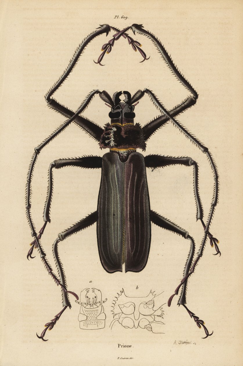 Macrotoma Hayesii skalbagge av Unbekannt