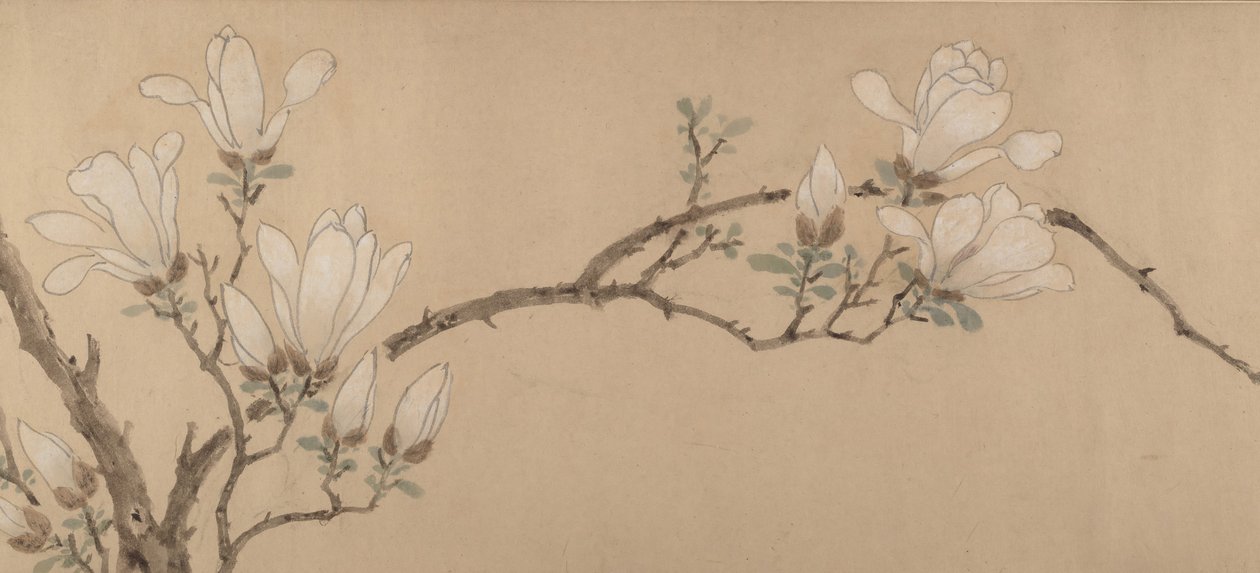 Magnolia, daterad 1549. av Unbekannt