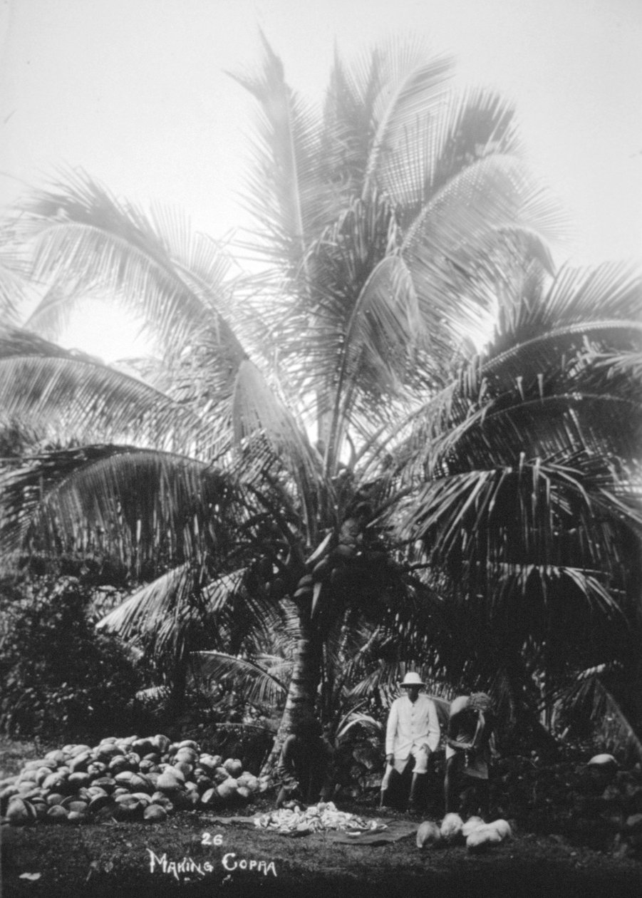 Att göra kopra, Salomonöarna, Fiji, 1905 av Unbekannt