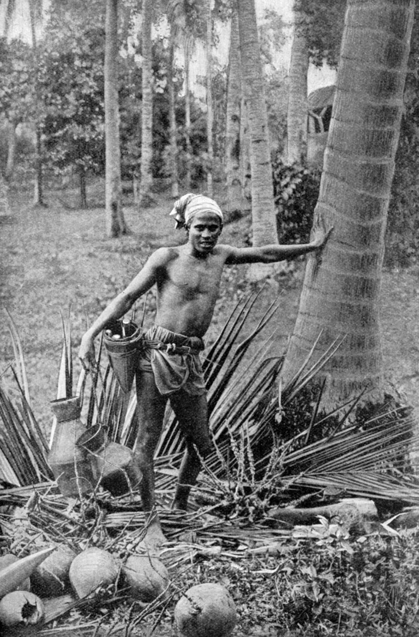 Malajiska samlar det söta vinet från toddyträdet, 1922 av Unbekannt