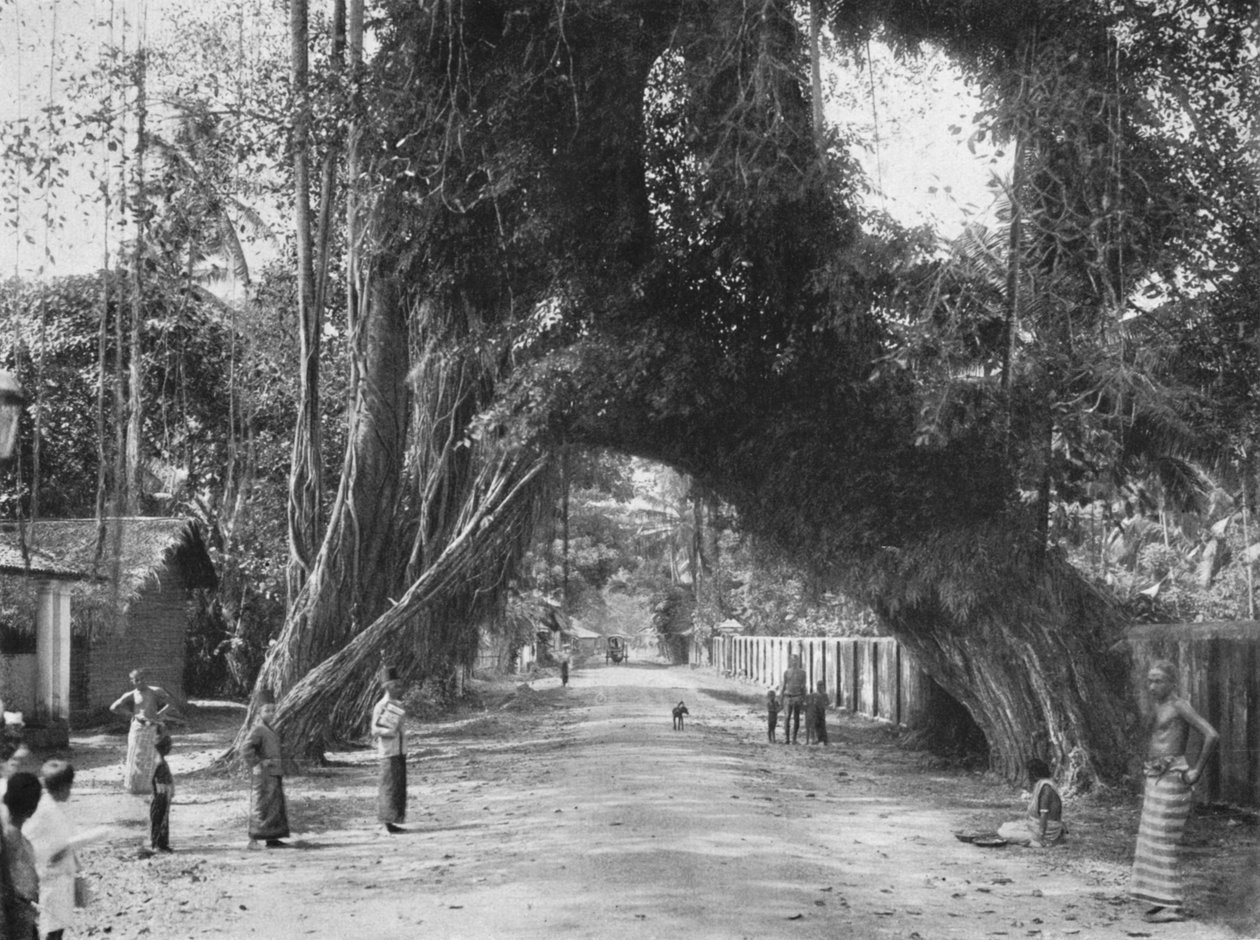 Pittoreska gammalt fikonträd Ficus indica på Colombo-Galle vägen nära Kalutara, 1926 av Unbekannt