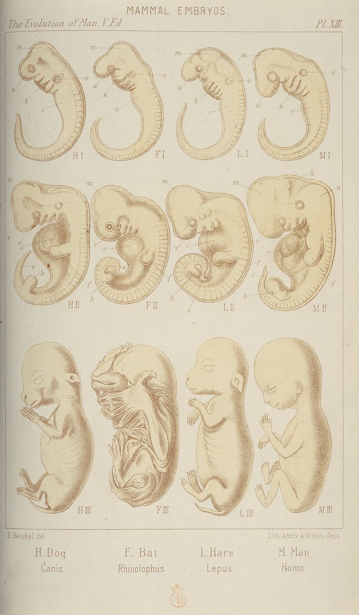 Däggdjurs embryon, 1905 av Unbekannt