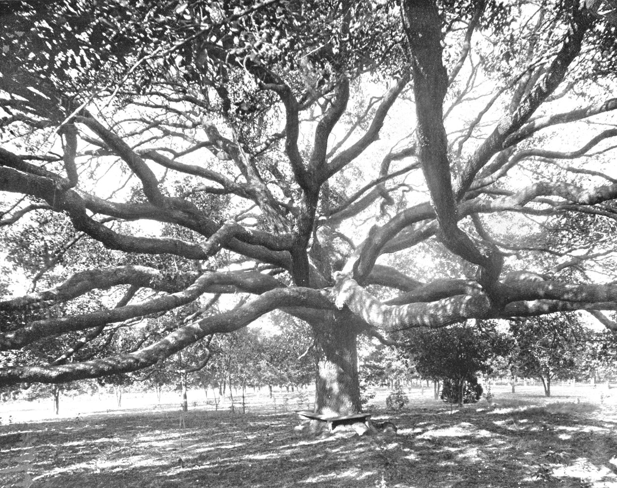 Mammoth Live Oak, nära Jacksonville, Florida, USA, c1900. av Unbekannt