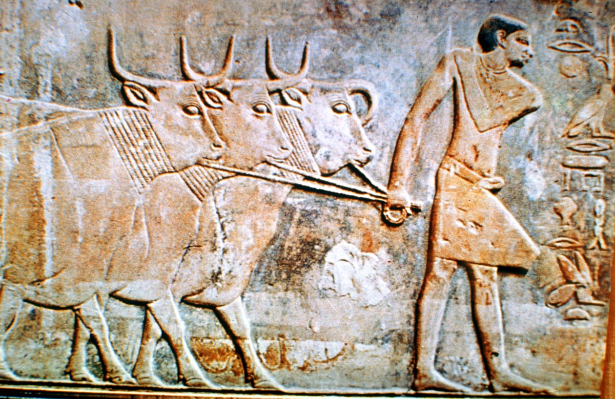 Man som leder boskap, väggrelief från Ptahhoteps grav, Saqqara, Egypten, 2300-talet f.Kr. av Unbekannt