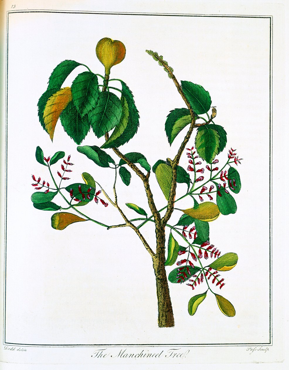 Manchineel-träd Hippomane mancinella eller Poison Guava, c1795 av Unbekannt
