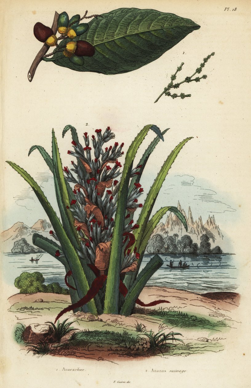 Märknöt, Semecarpus anacardium 1 och pingvin eller pinuela frukt, Bromelia pingvin 2 av Unbekannt