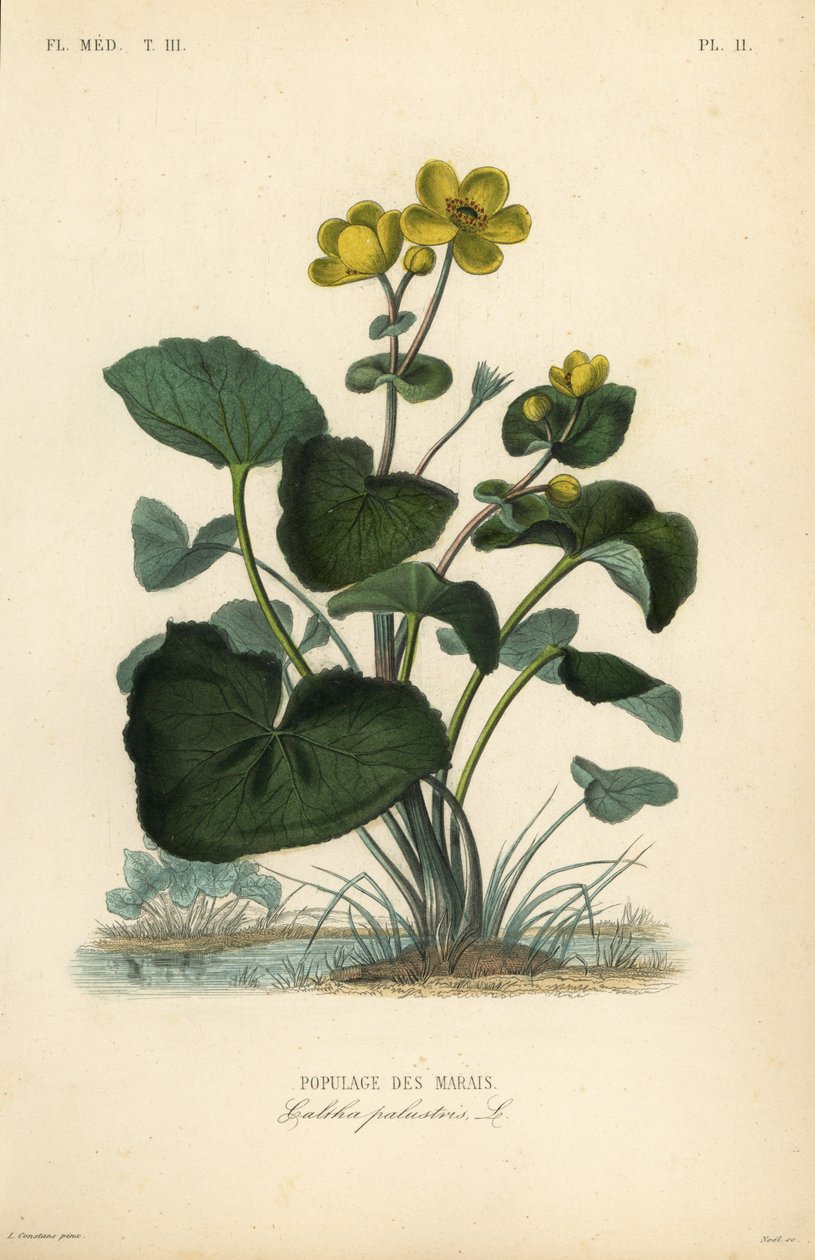 Marsh ringblomma eller kingcup, Caltha palustris, Populage des marais av Unbekannt