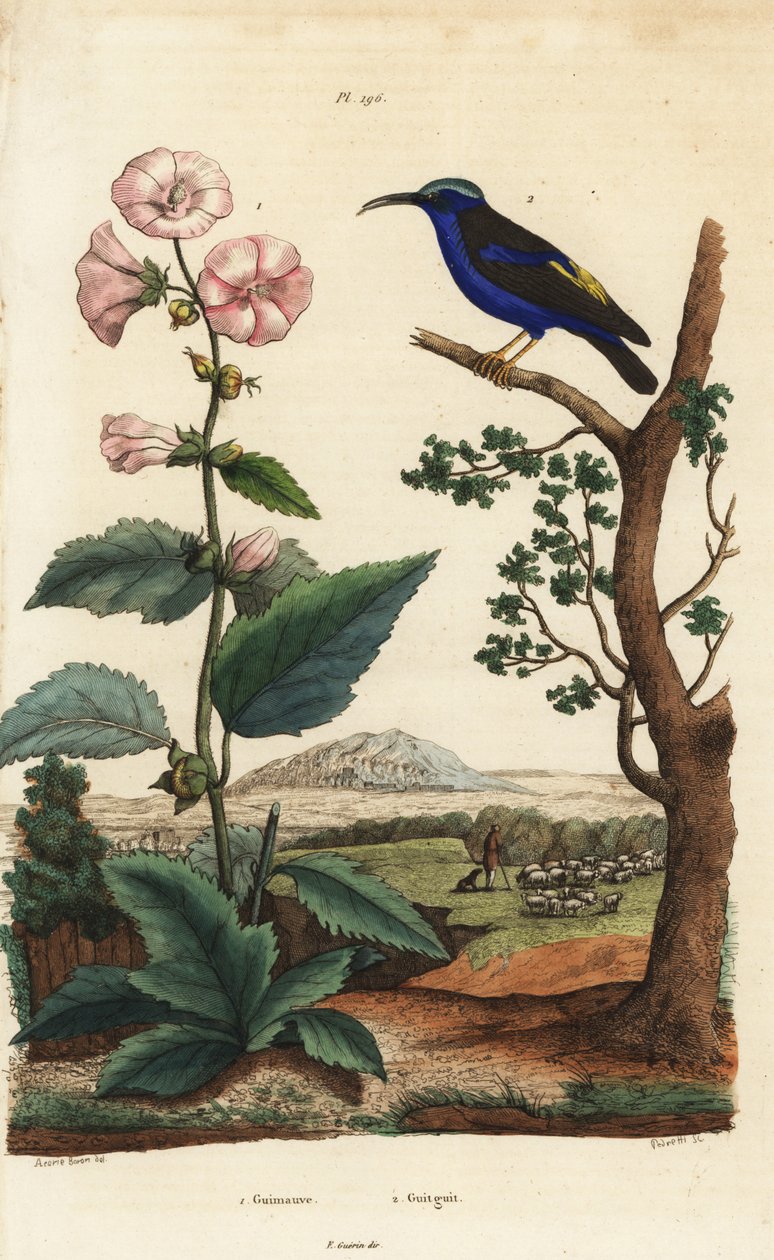 Marshmallow, Althaea officinalis 1 och lila honungskrypare, Cyanerpes caeruleus 2 av Unbekannt