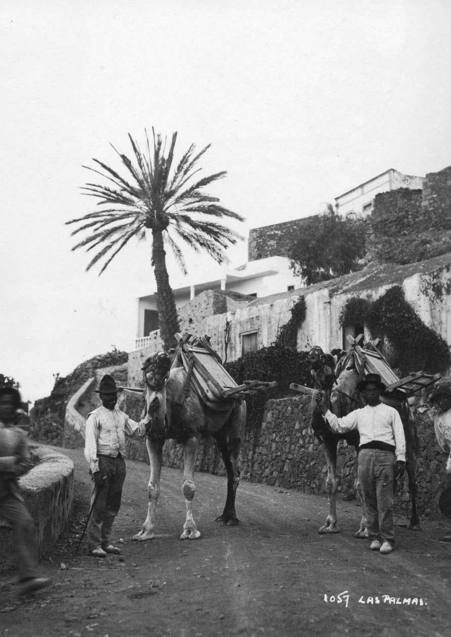 Män med kameler, Las Palmas, Gran Canaria, Kanarieöarna, Spanien, c1920-c1930s av Unbekannt