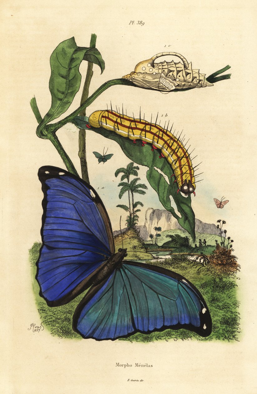 Menelaus blå morpho fjäril, Morpho menelaus, larv och puppa av Unbekannt