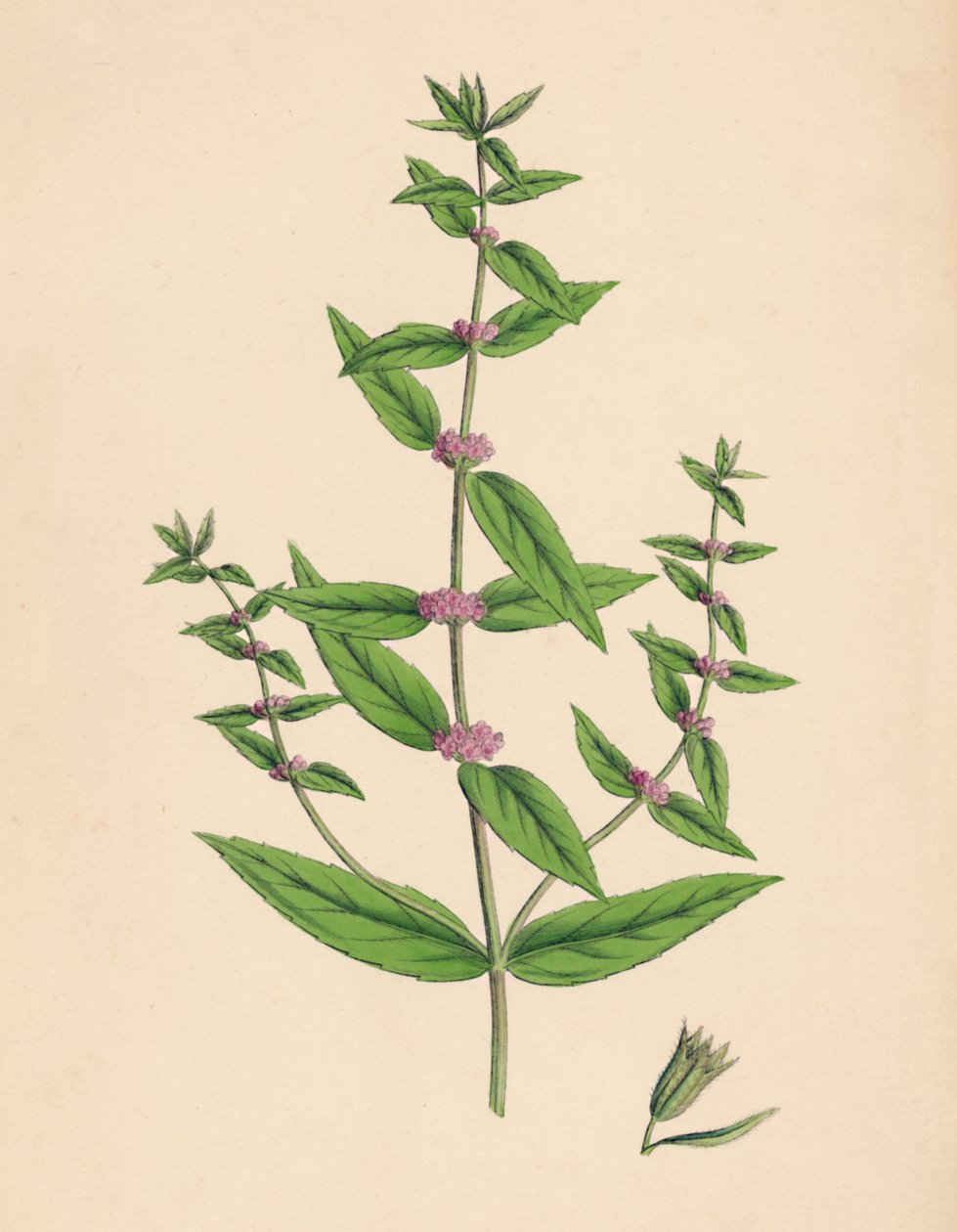Mentha gracilis, var. genuina. Smal mynta, 1800-talet av Unbekannt
