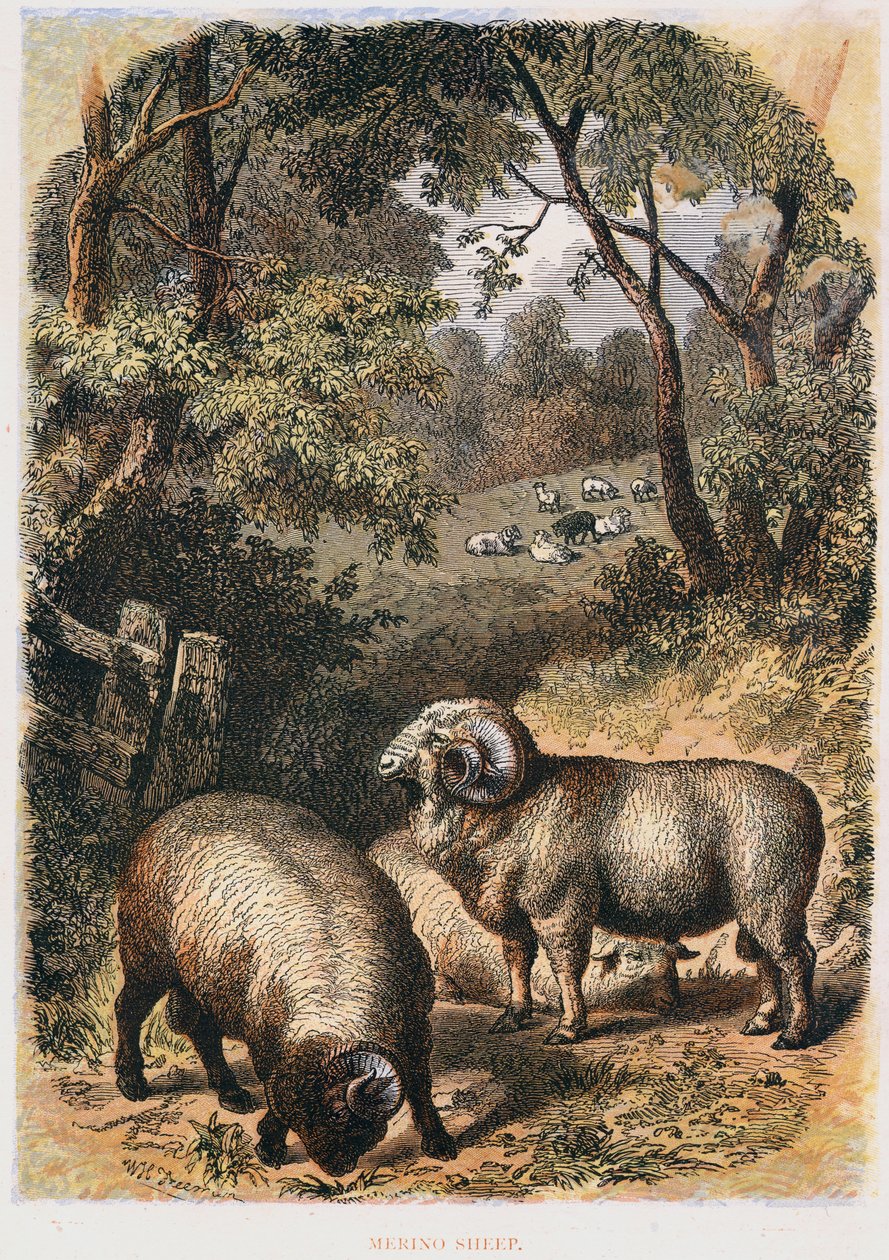 Merinofår, c1860 av Unbekannt
