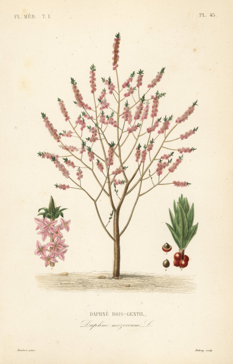 Mezereon eller spurge lager, Daphne mezereum, Daphne bois-gentil av Unbekannt