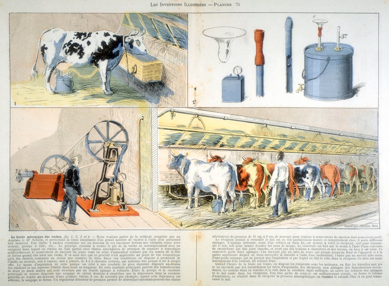 Mjölkningsstall utrustad med Thistle sug- och pulsationsmjölkmaskin, 1899 av Unbekannt