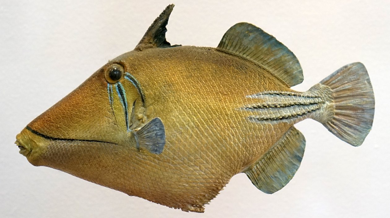 Modell av en lagunens triggerfish, 2000 av Unbekannt