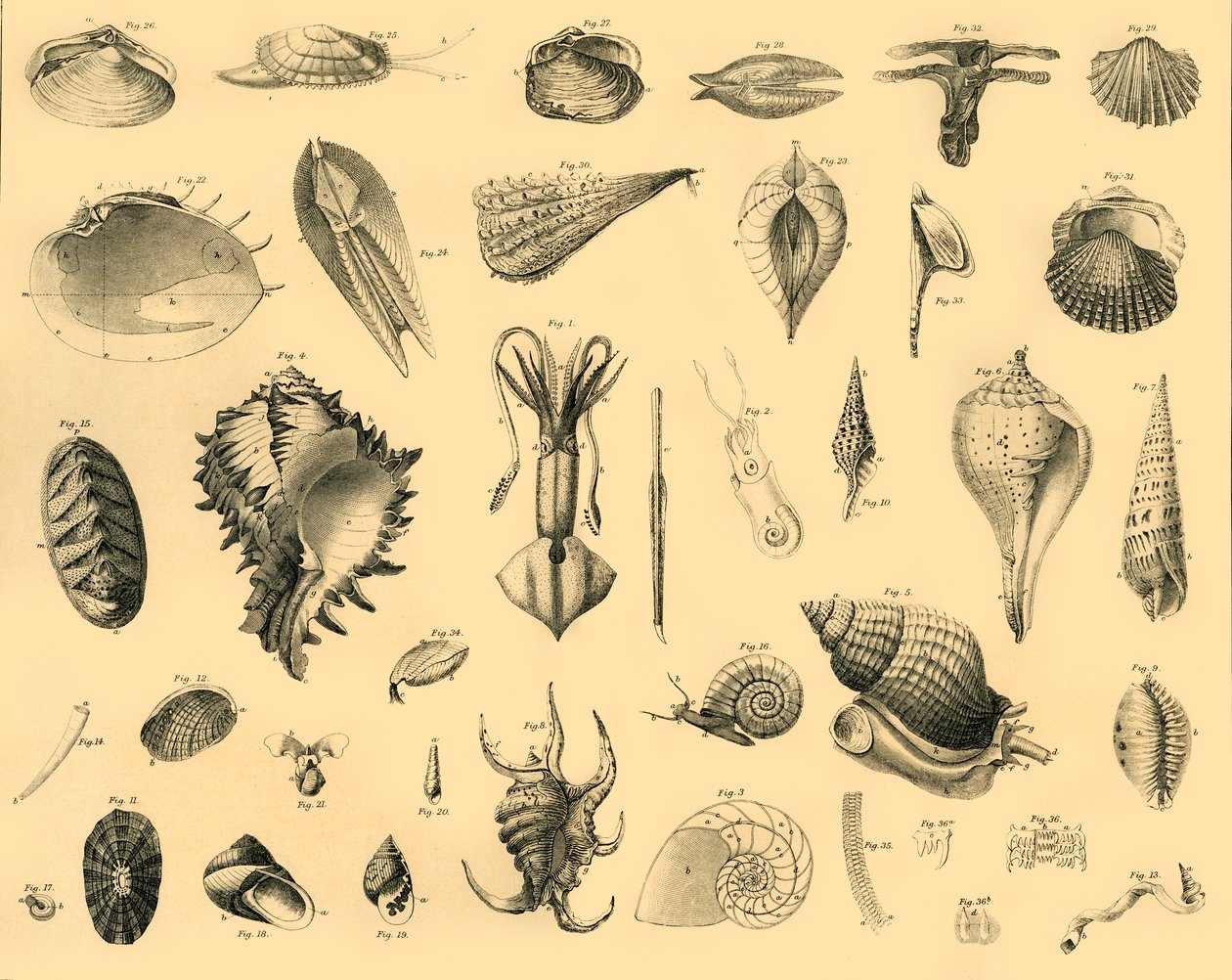 Mollusca, c1910. av Unbekannt