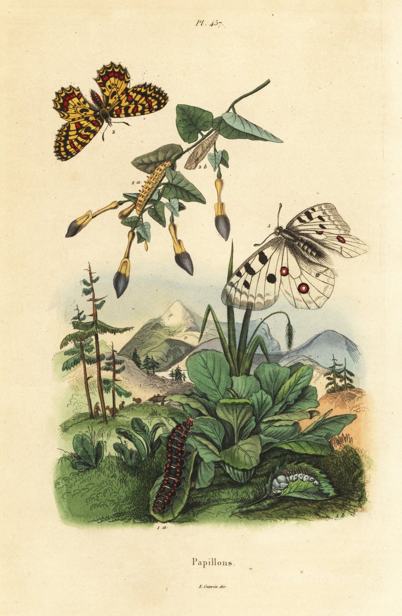 Mountain Apollo fjäril, Parnassius apollo 1, och sydlig festoon, Zerynthia polyxena 2, larv och puppa av Unbekannt