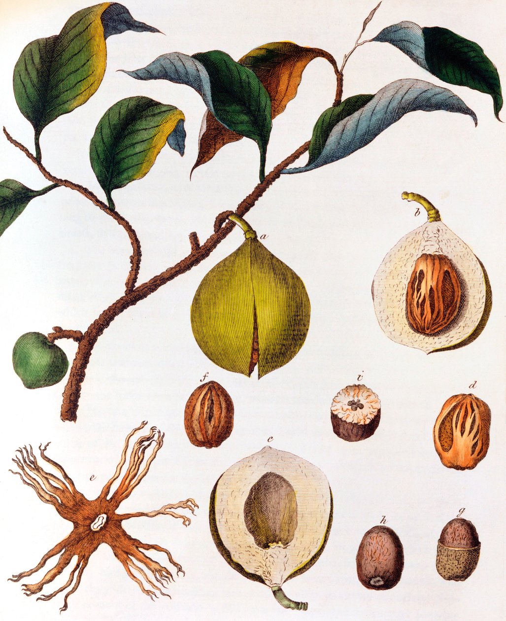 Myristica fragrans - muskotnöt, c1798 av Unbekannt
