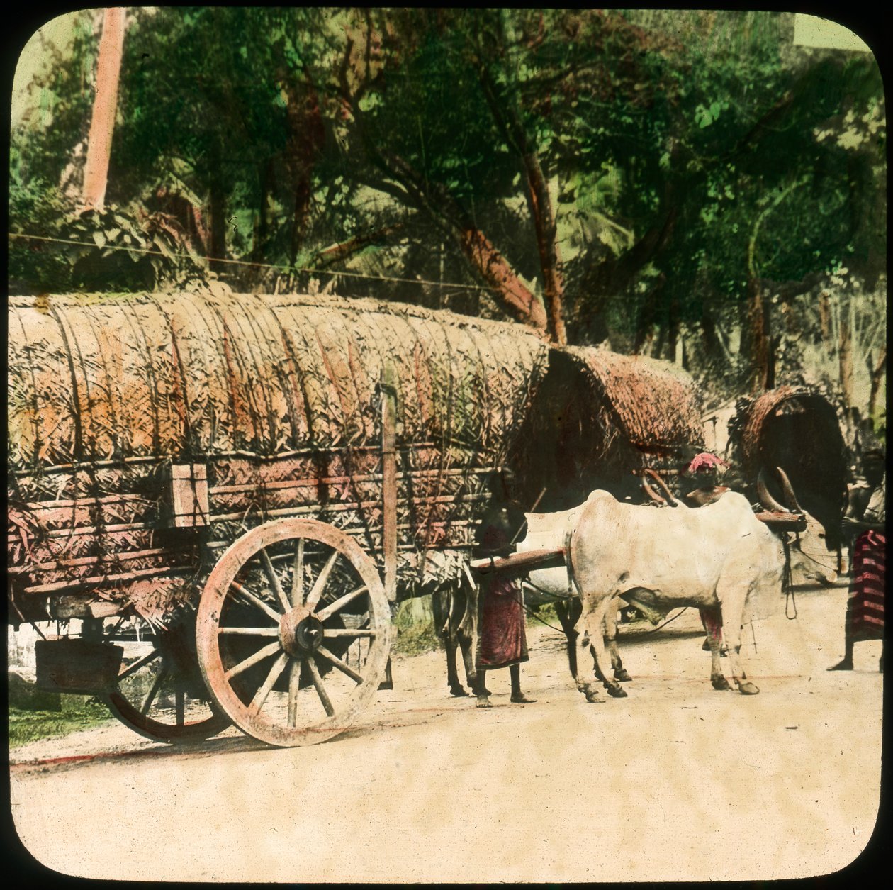 Inhemsk tjurvagn, Ceylon, sent 1800-tal eller tidigt 1900-tal av Unbekannt