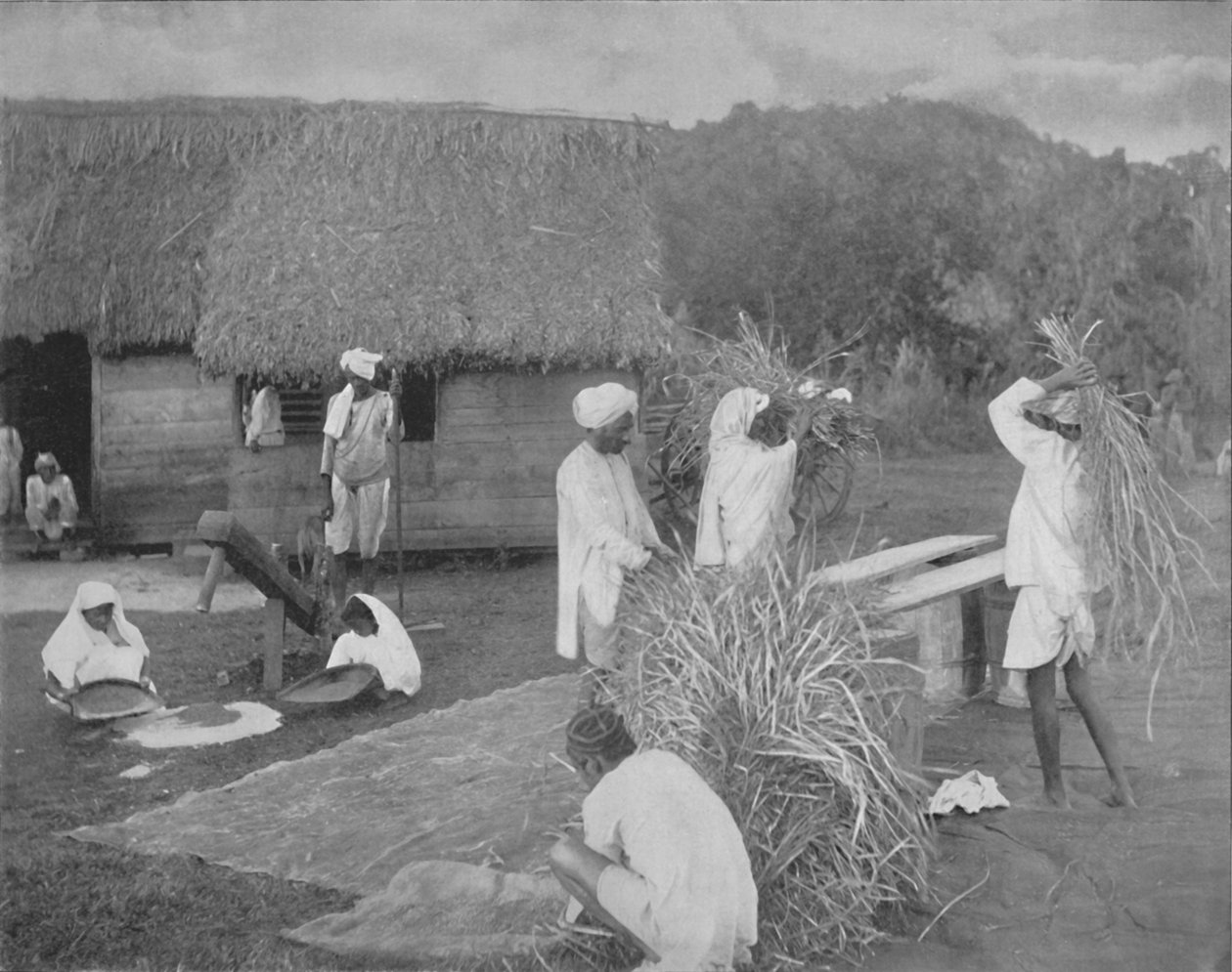 Infödda arbetare som förbereder ris i Jamaica, c1890 av Unbekannt