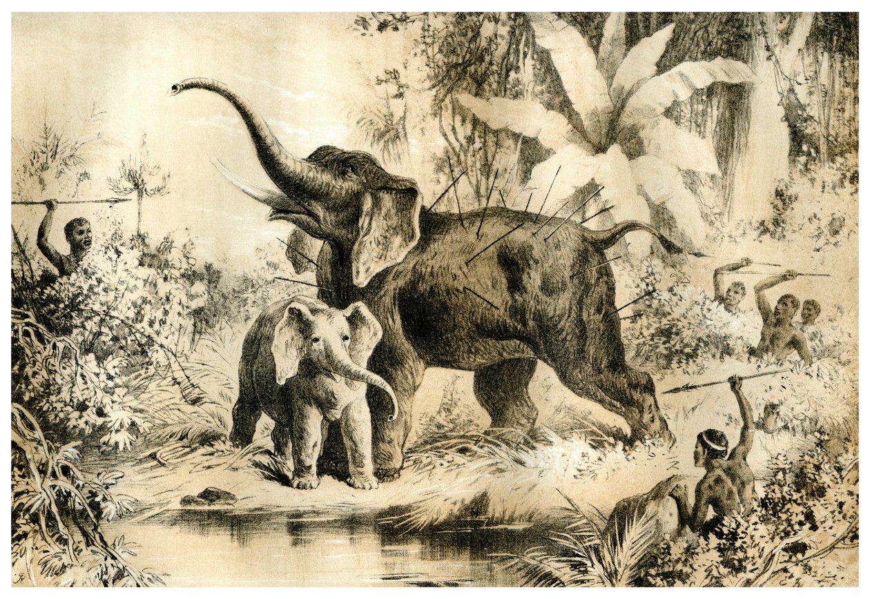Infödda som spjuter en elefant, 1883 av Unbekannt