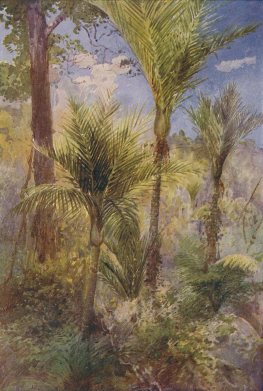 New Zealand Forest, 1924 av Unbekannt