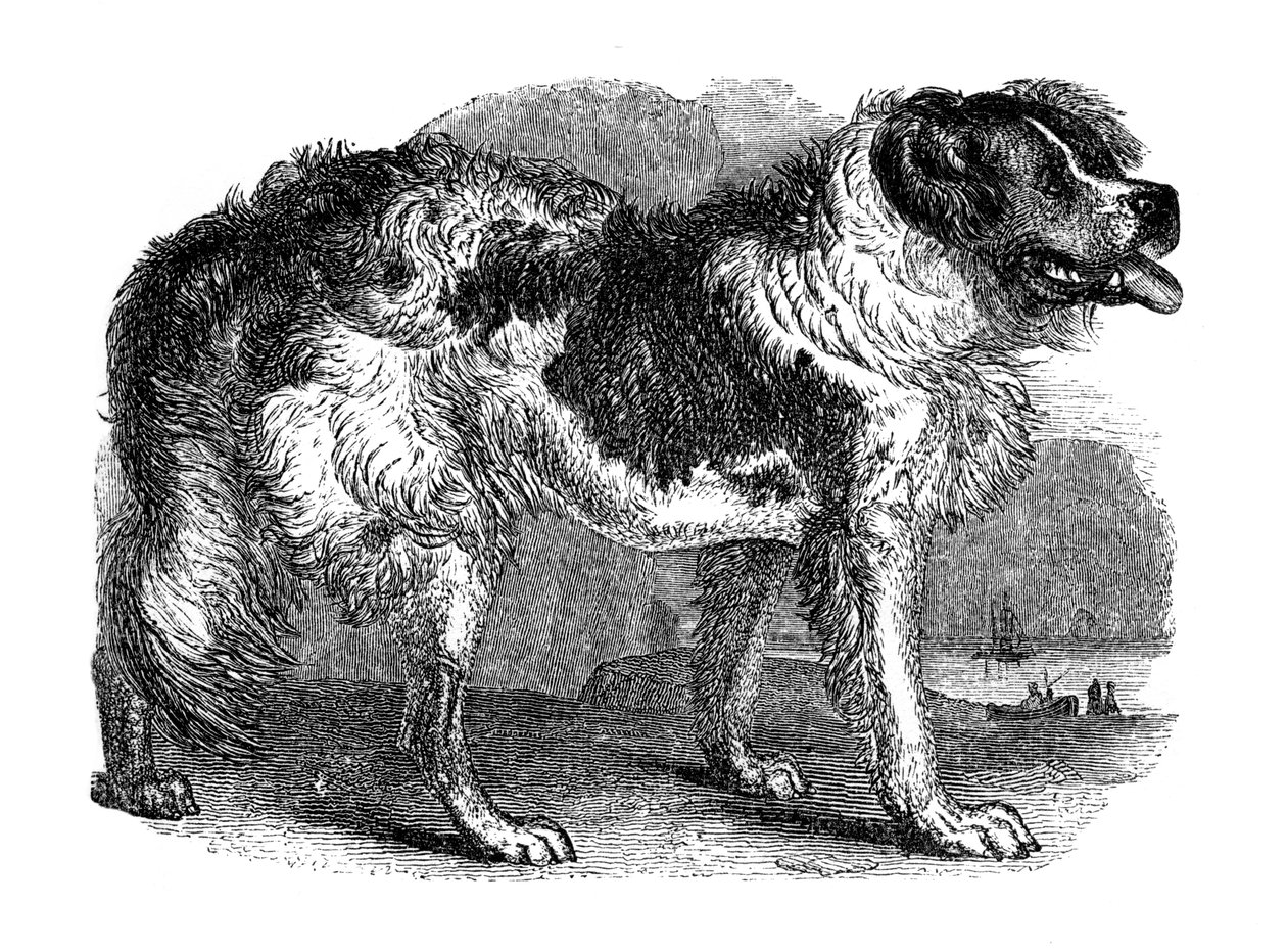 Newfoundlandshund, 1848 av Unbekannt