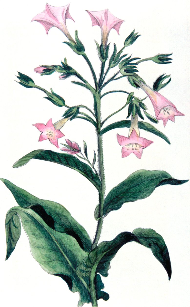 Nicotiana tabacum - tobaksväxt, 1823 av Unbekannt