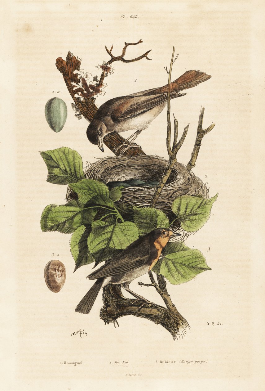Näktergal, bo och ägg, Luscinia megarhynchos och rödhake, ägg, Erithacus rubecula av Unbekannt
