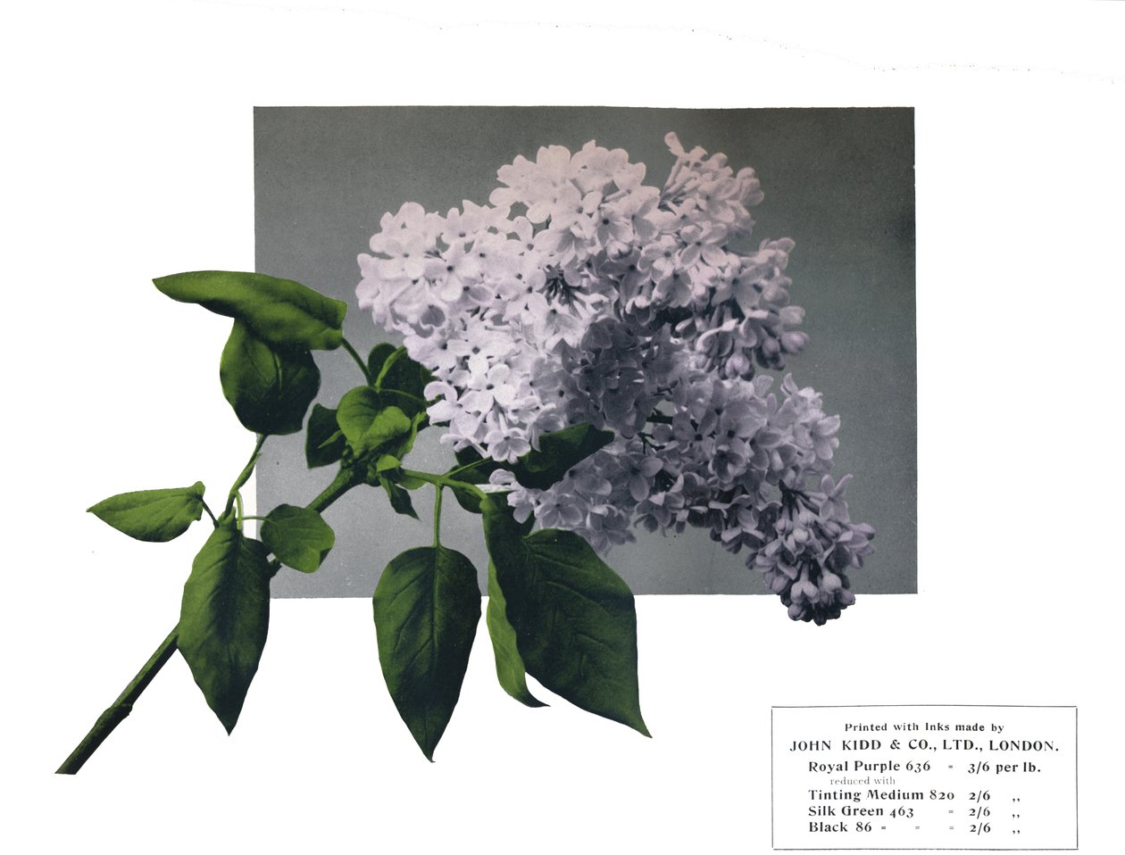 Ingen titel - John Kidd& Co. Ltd.s prov, 1910 av Unbekannt