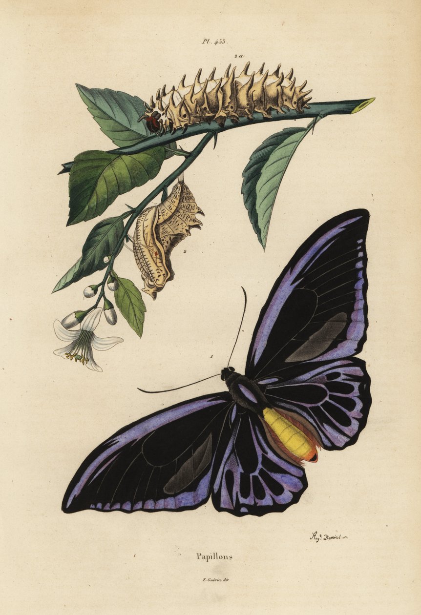 Northern Birdwing, Ornithoptera Priamus Urvillianus 1, och krysaliden och larven av den vanliga fågelvingen, Troides Helena av Unbekannt