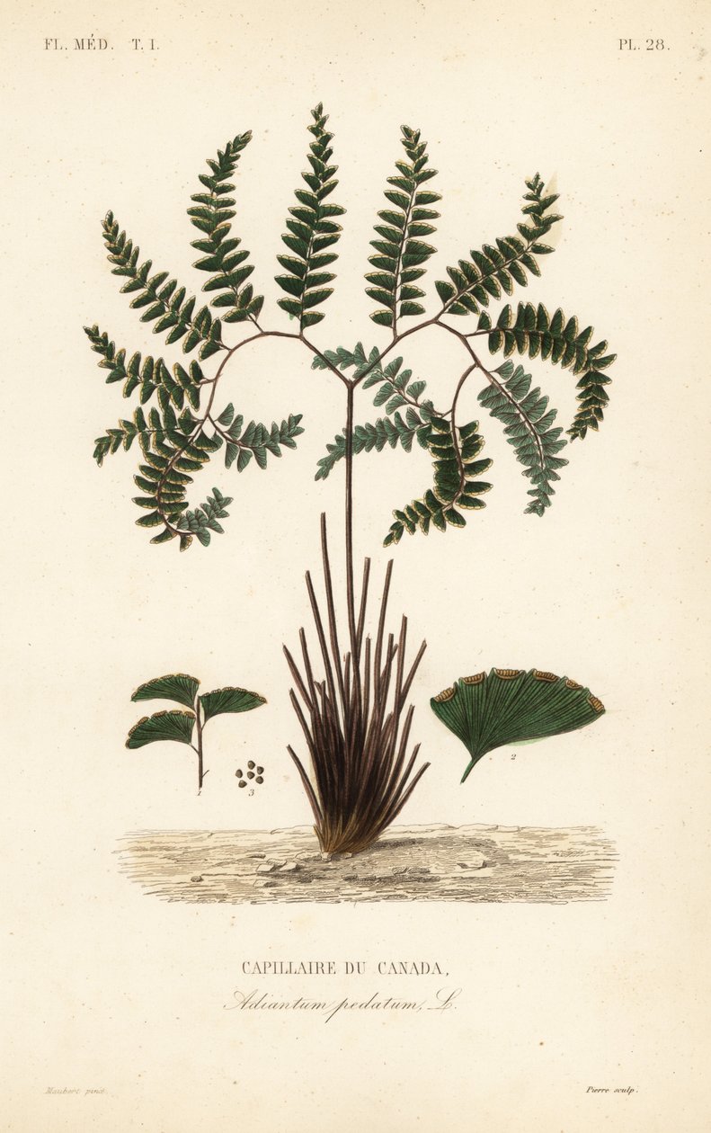 Nordlig jungfruhårormbunke eller femfingrad ormbunke, Adiantum pedatum, Kanadas kapillär av Unbekannt