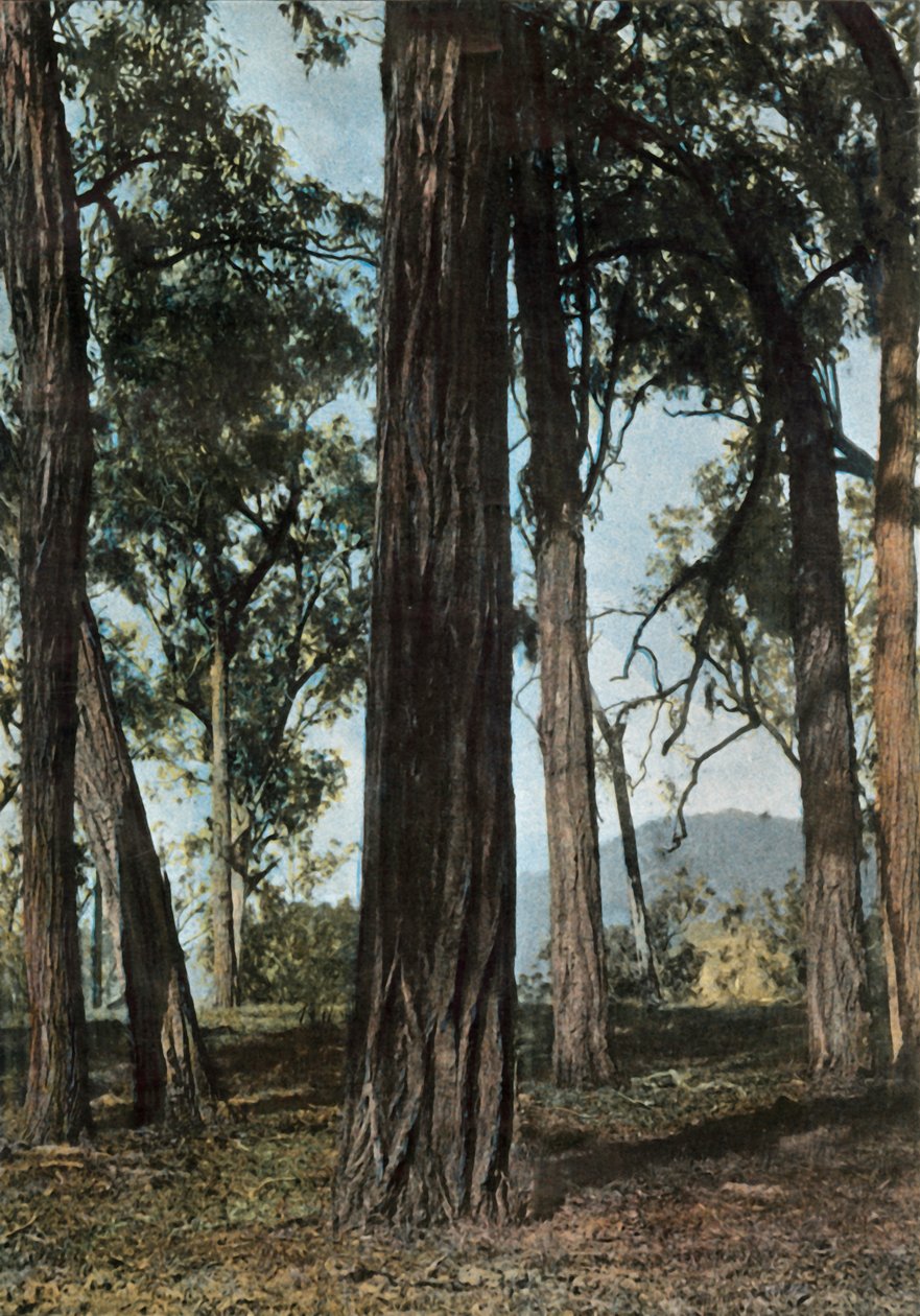 Nya Guinea. Le Bois De Fer, Papua Nya Guinea - Ironwood Trees, 1900. av Unbekannt