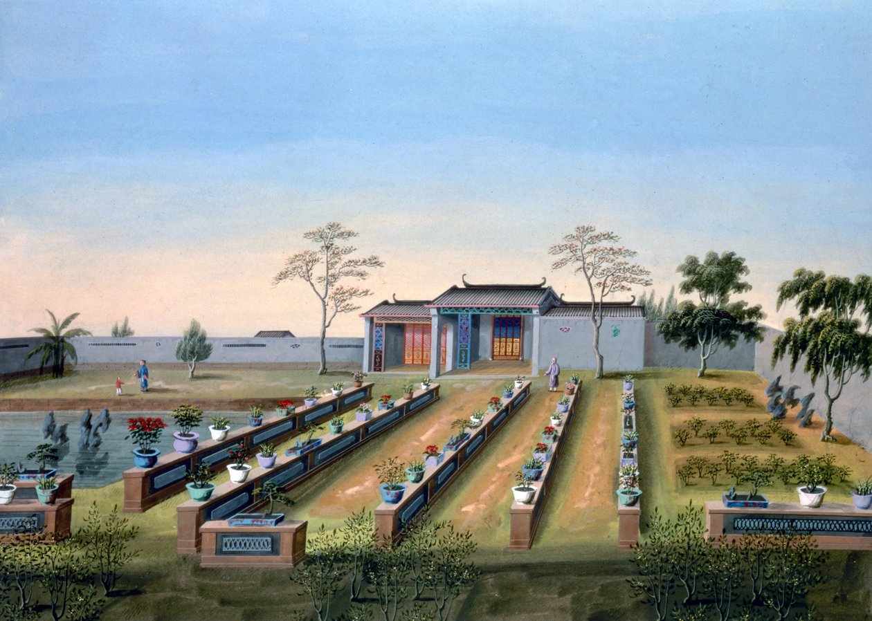Plantskola, Kina, c1820-1840 av Unbekannt