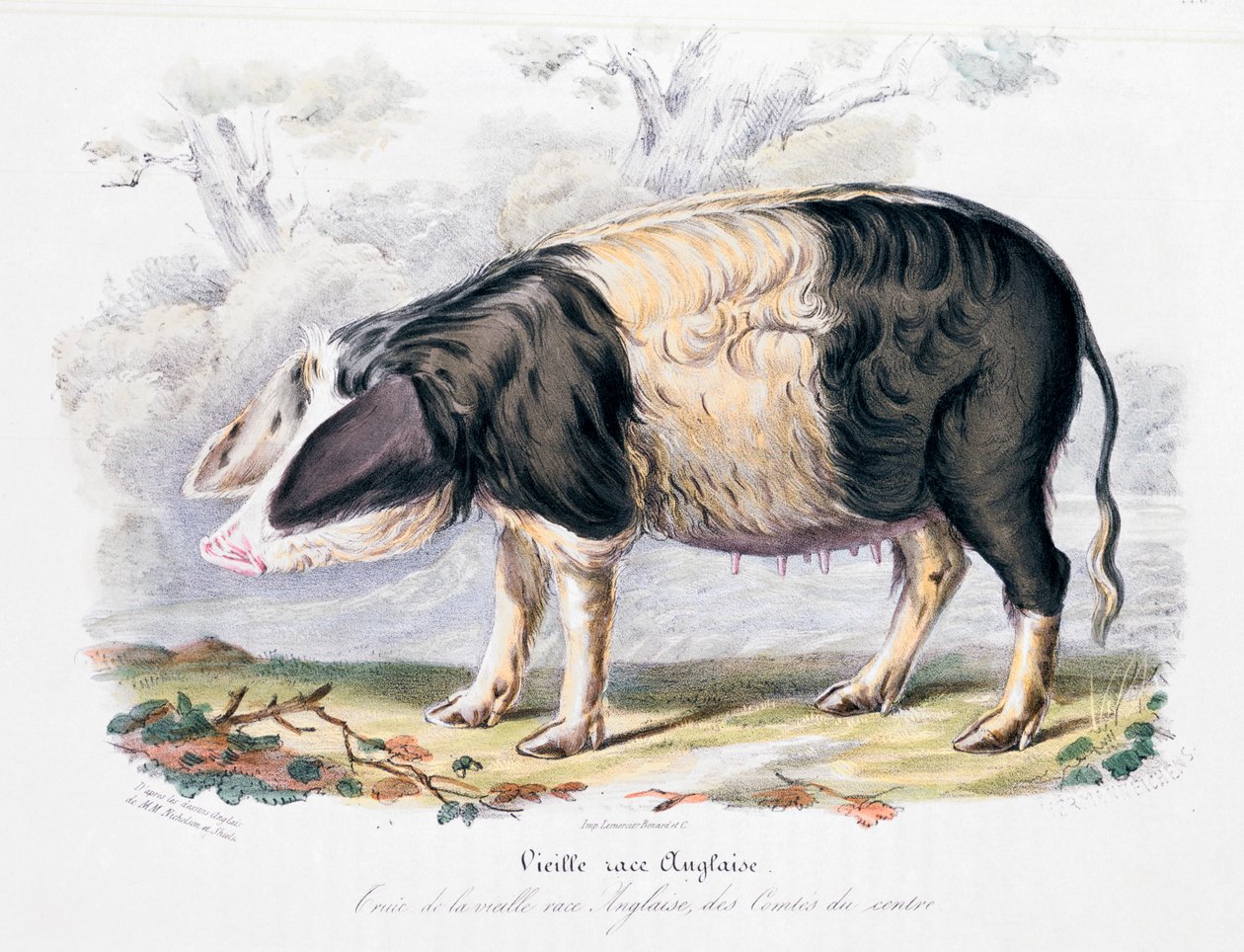 Gammal engelsk grisras, 1842 av Unbekannt