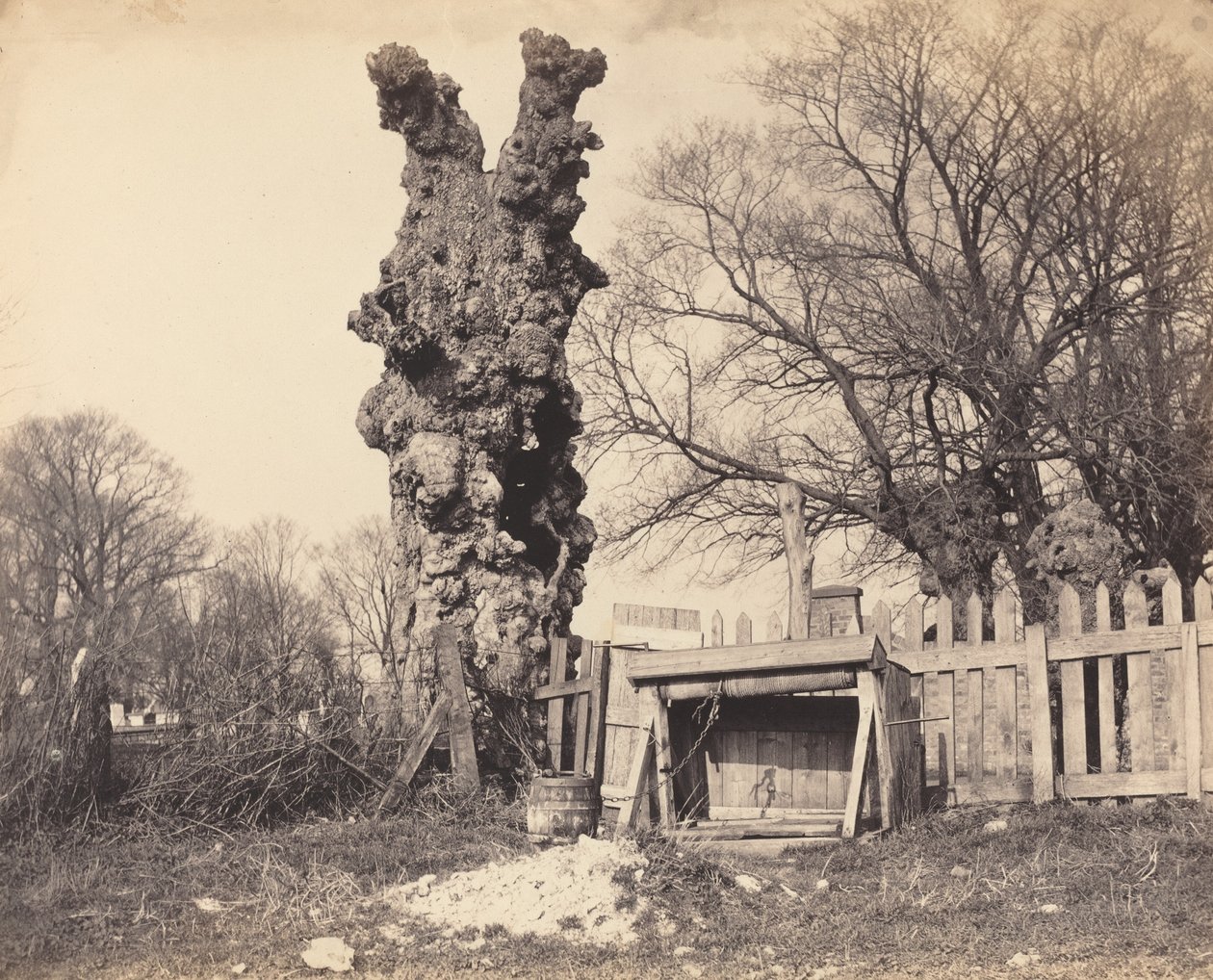 Gammalt träd nära Chatham, 1850-talet. av Unbekannt