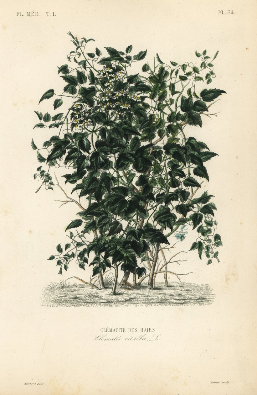 Gubbens skägg och resandeglädje, Clematis vitalba, Clematite des haies av Unbekannt