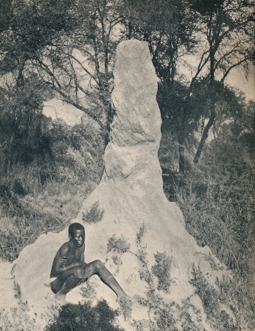 En av jättemyrhögarna som är speciella för vissa distrikt i Sydafrika, ca 1900. av Unbekannt