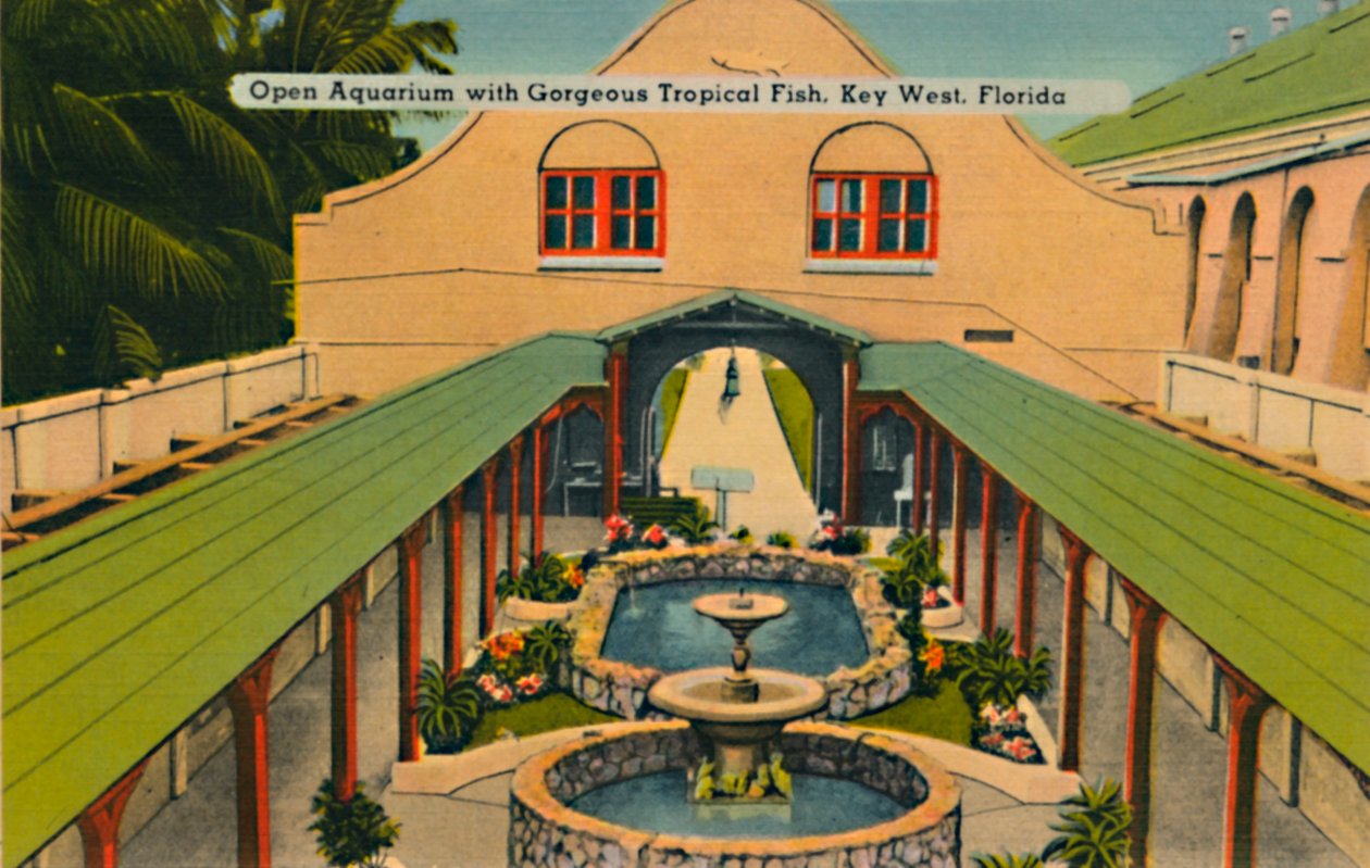 Öppet akvarium med underbara tropiska fiskar, Key West, Florida, c1940-talet av Unbekannt