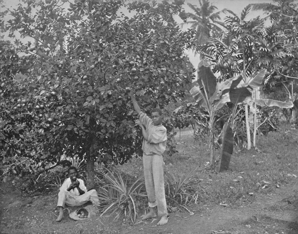 Apelsinplockning på Jamaica, 1800-talet av Unbekannt