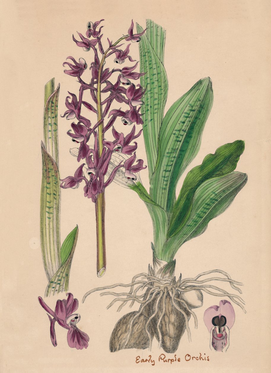 Orchis mascula. Tidiga lila Orchis, 1800-talet av Unbekannt
