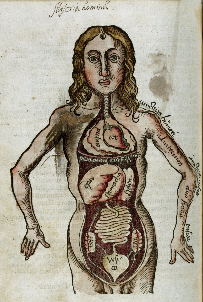 Organ Figur av en man med sina inre organ exponerade av Unbekannt
