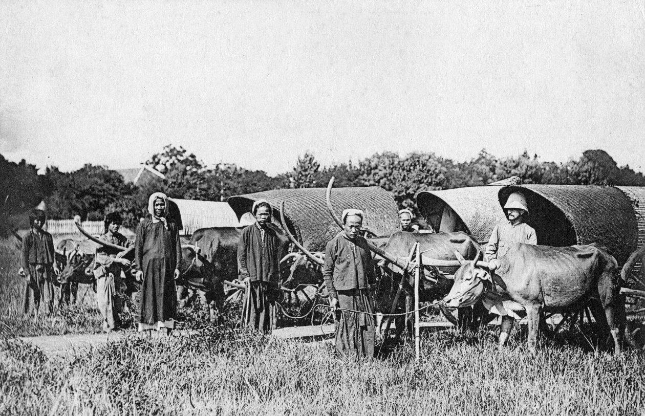 Oxkärror, Cochin Kina, Vietnam, 1900-talet av Unbekannt