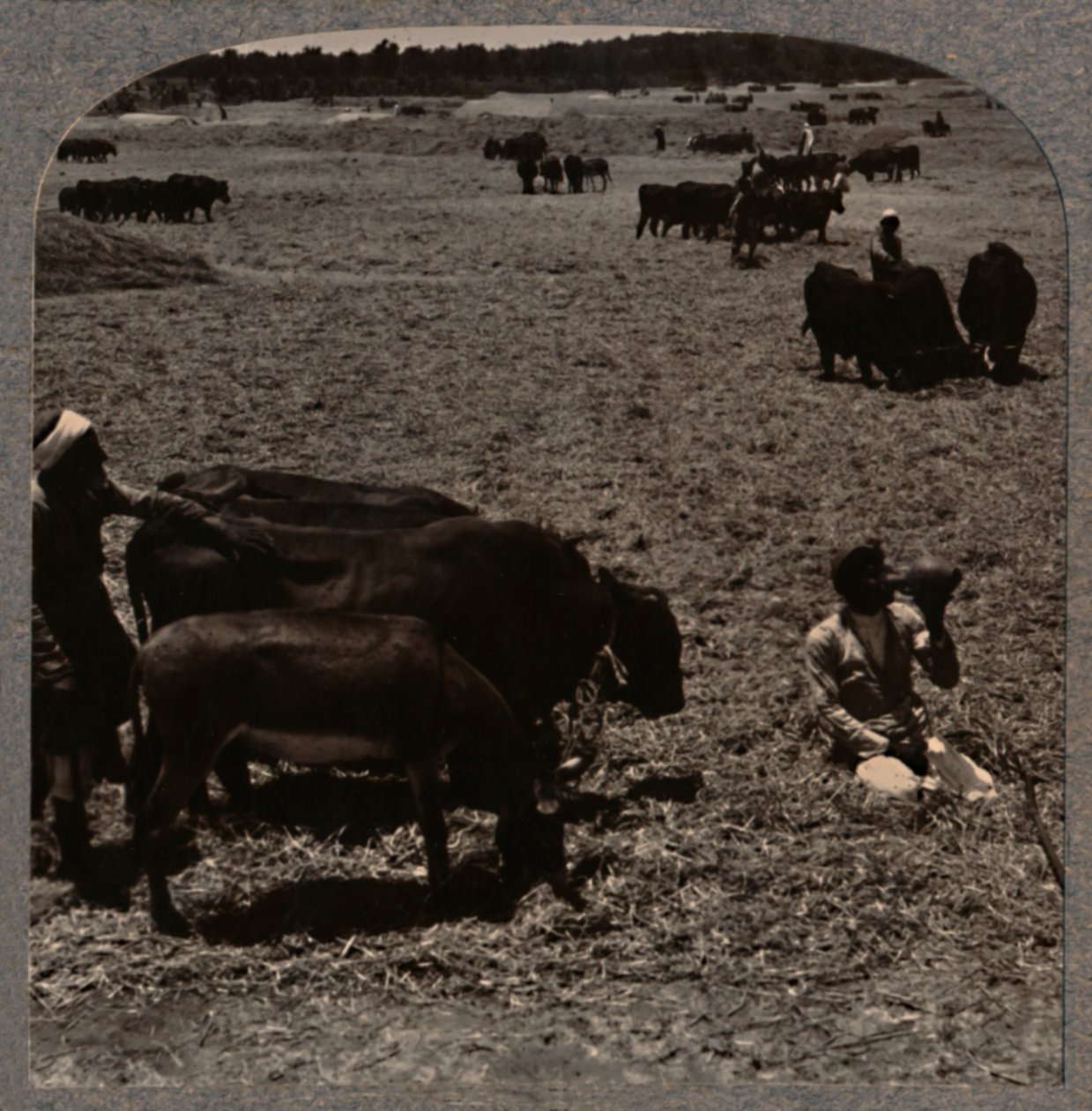 Oxar trampar majs, c1900 av Unbekannt
