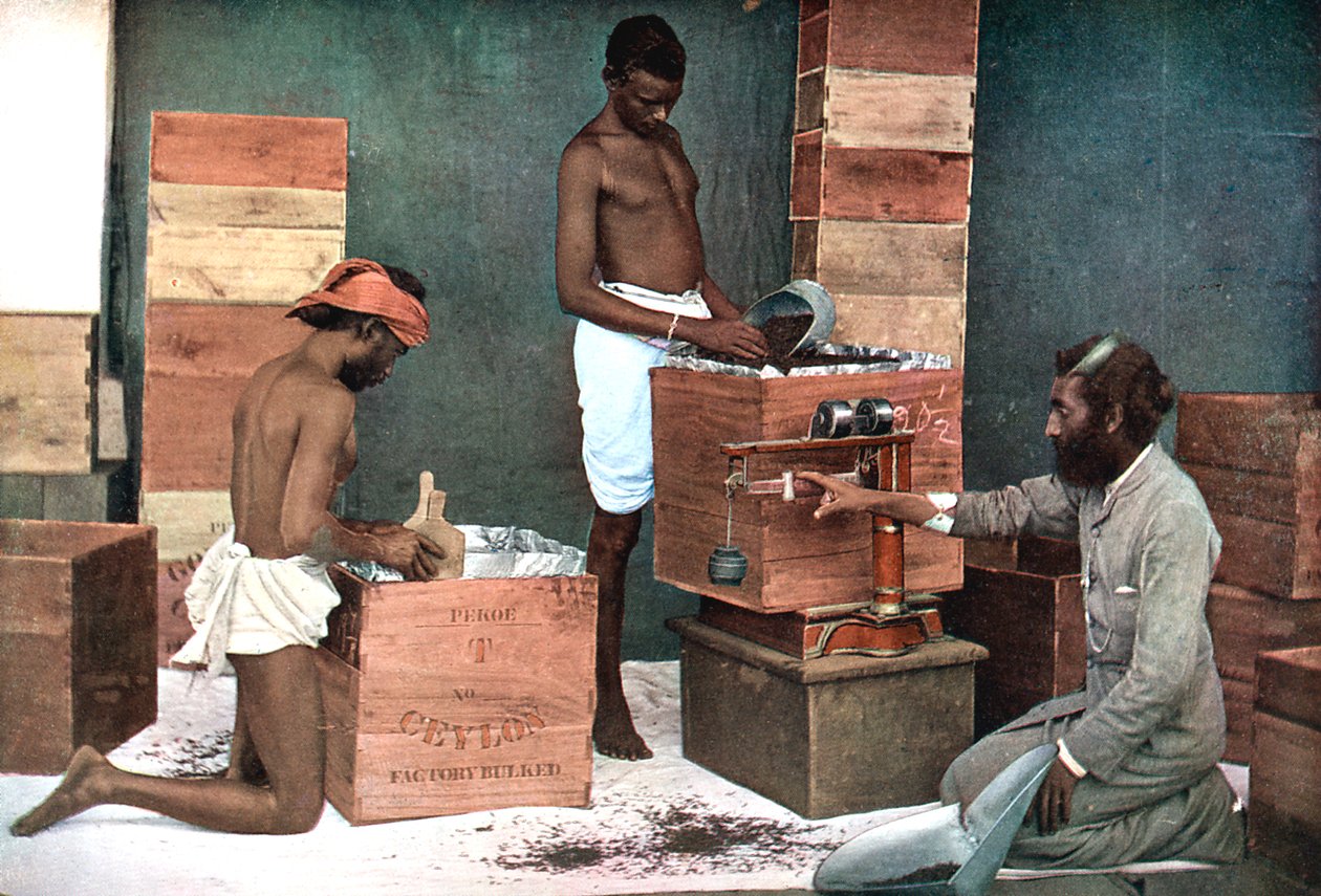 Packa och väga te för export på en egendom i Ceylon Sri Lanka, 1905 av Unbekannt