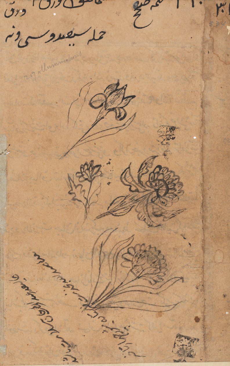 Sida från Tales of a Parrot Tuti-nama: textsida, ca. 1560. av Unbekannt