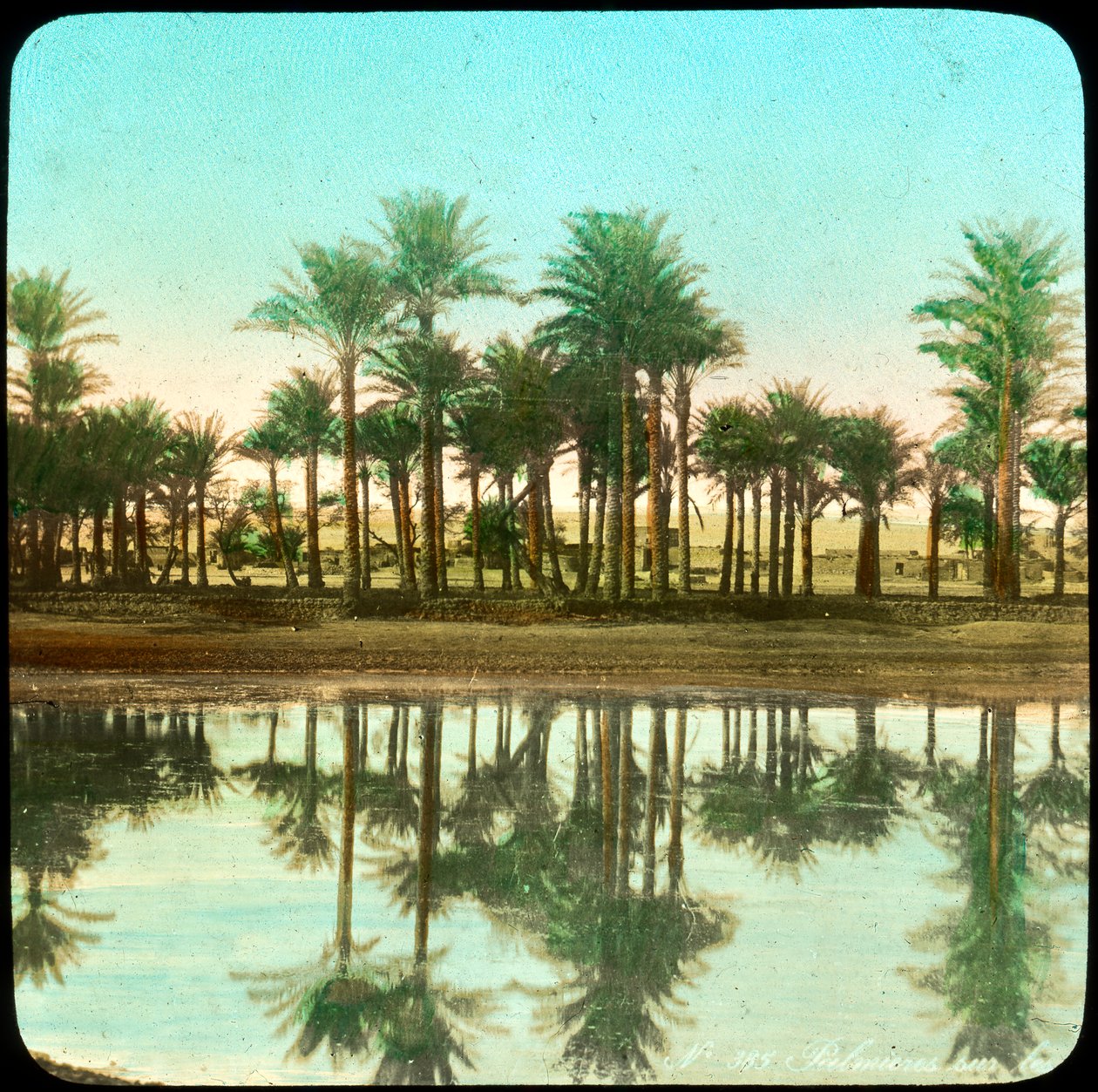 Palmer reflekteras i vatten, Indien, sent 1800- eller tidigt 1900-tal av Unbekannt